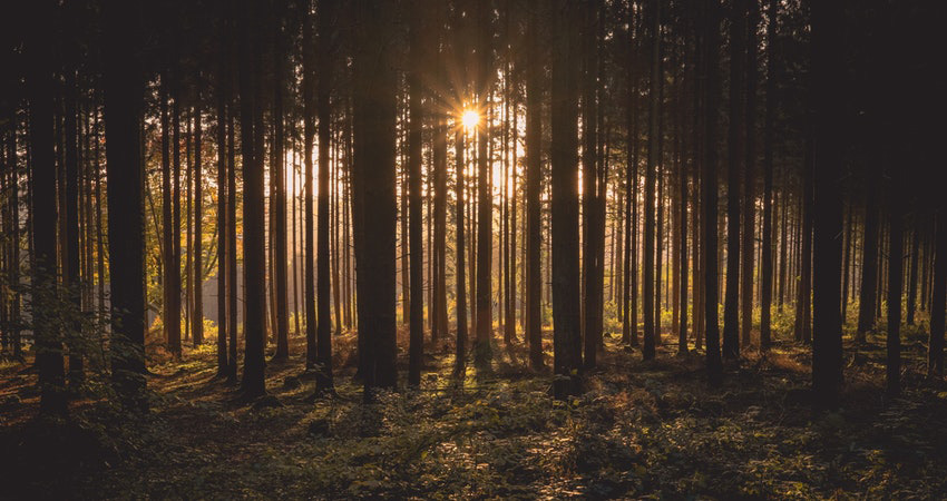 tour-srilanka.com-yala